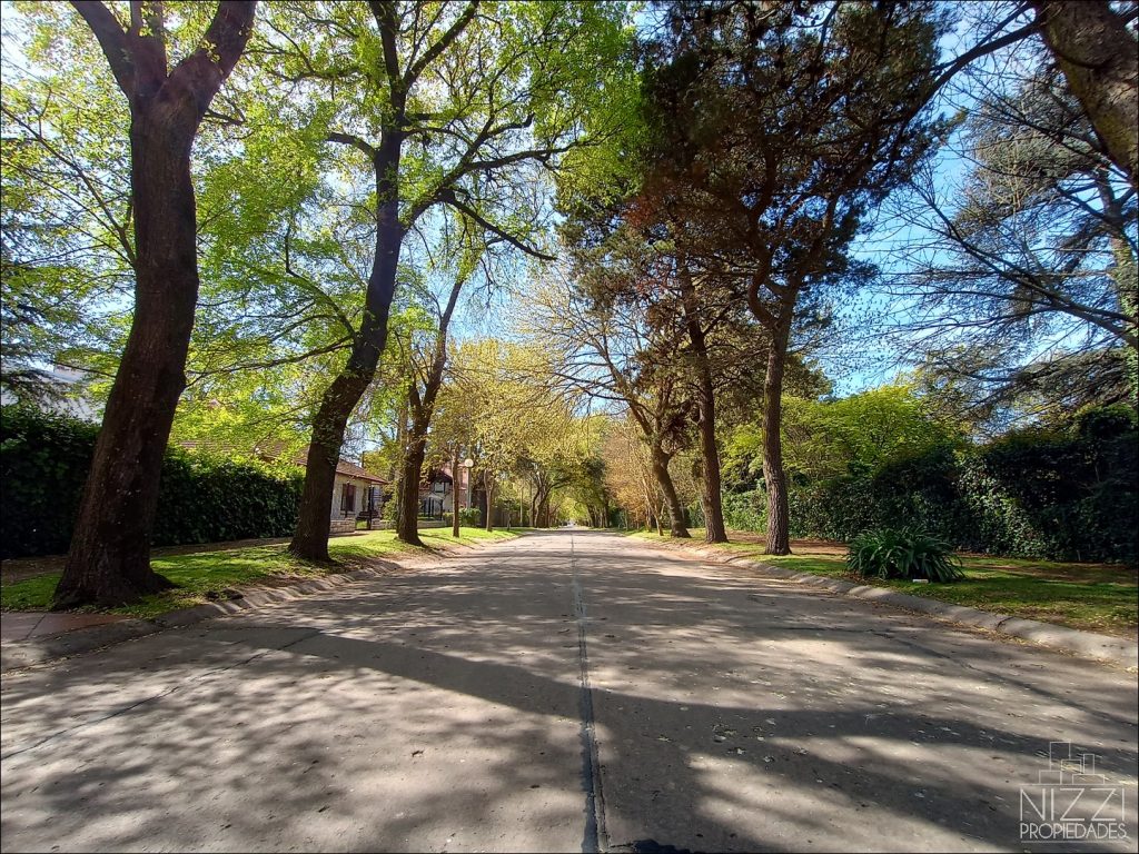 Los árboles añejos, muy presentes en el barrio